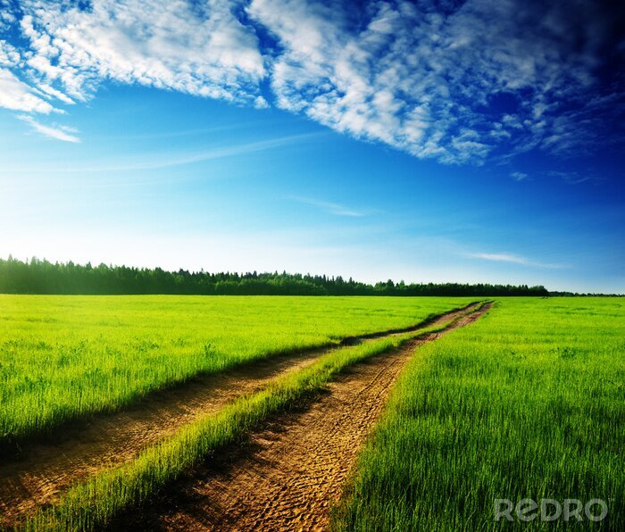 Canvas Idyllisch weggetje in een veld