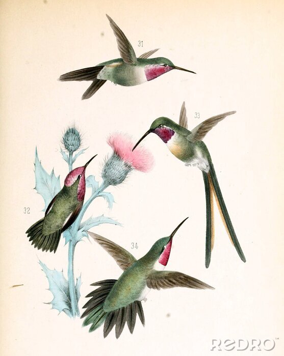 Canvas Illustratie van een kolibrie.
