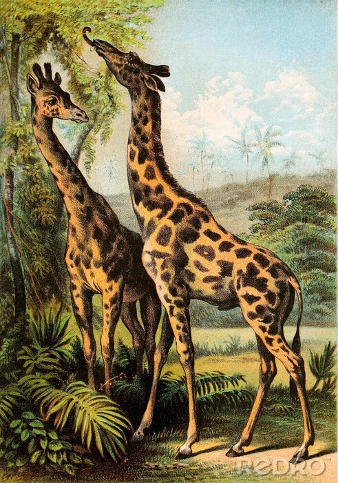 Canvas Illustratie van zoogdieren.