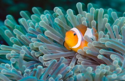 Canvas Incredible underwater world - Nemo fish. Macro photography.