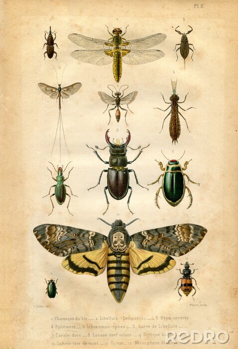 Canvas Insectenkaart uit vintage atlas