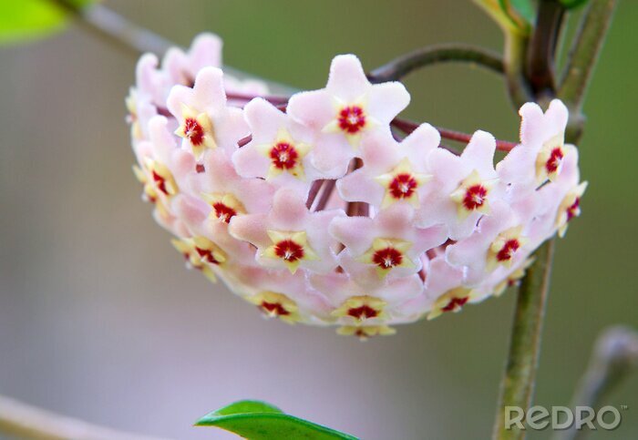 Canvas Interessante bloem