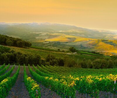 Canvas Italiaanse wijngaard