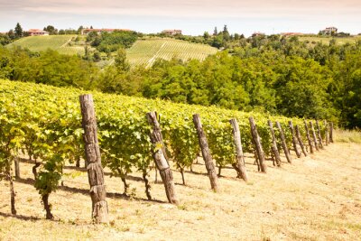 Canvas Italië - Piemonte regio. Barbera wijngaard