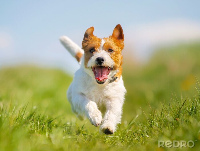 Canvas Jack Russel Terrier-hond