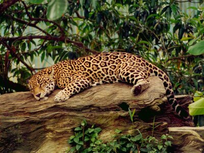 Canvas Jaguar slaapt in een boom