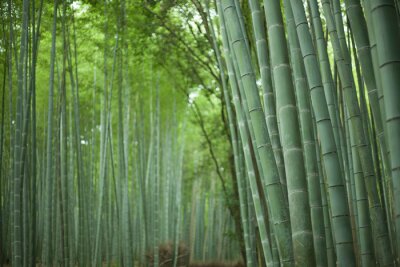 Canvas Japanse bamboebos, Kyoto