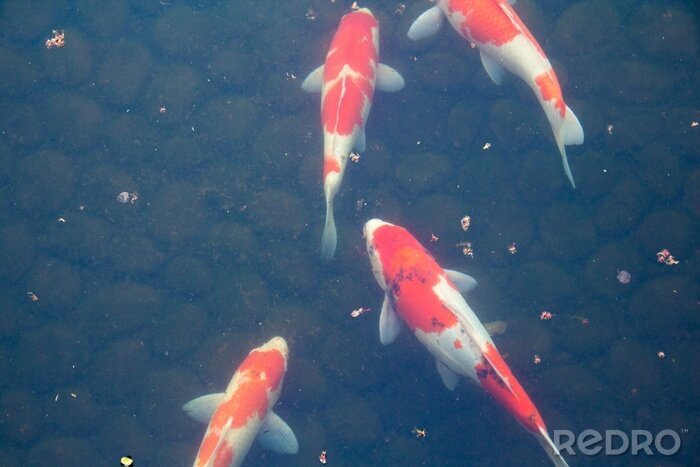 Canvas Japanse vis