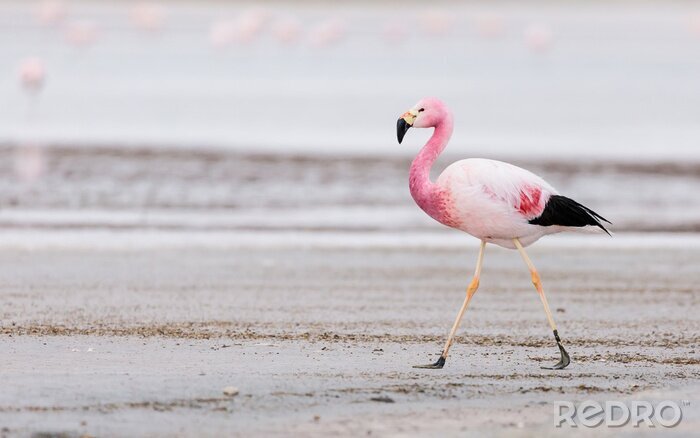 Canvas Jonge flamingo