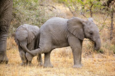 Canvas Jonge olifanten hebben plezier
