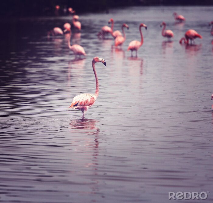 Canvas Jonge roze flamingo's in het water