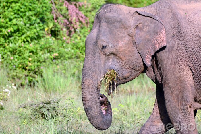 Canvas Jonge Sri Lankaanse olifant in het Nationale Park Uda Walawe, Sri Lanka. Azië.
