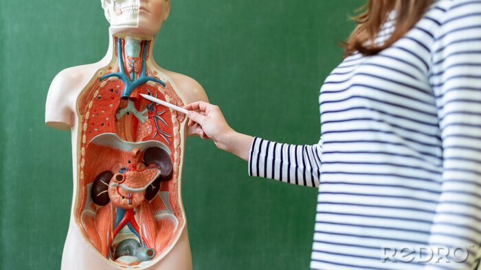 Canvas Jonge vrouwelijke leraar in biologieles, die anatomie van het menselijk lichaam leert, met behulp van een kunstmatig lichaamsmodel om inwendige organen te verklaren. Vinger wijst naar het bloedvatsyst