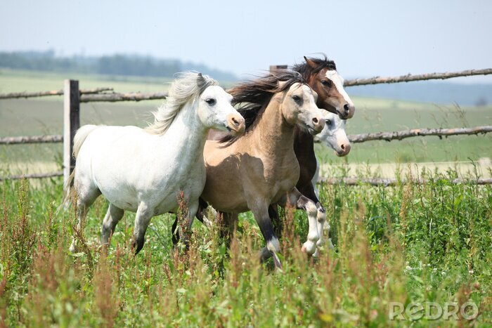 Canvas Jonge welsh ponnies lopen samen op weiden