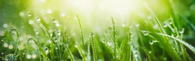 Canvas Juicy lush green grass on meadow with drops of water dew in morning light in spring summer outdoors close-up macro, panorama. Beautiful artistic image of purity and freshness of nature, copy space.