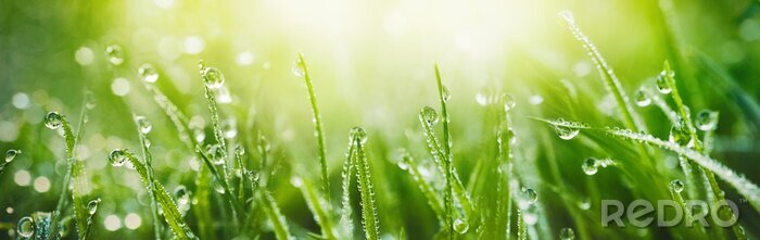 Canvas Juicy lush green grass on meadow with drops of water dew in morning light in spring summer outdoors close-up macro, panorama. Beautiful artistic image of purity and freshness of nature, copy space.