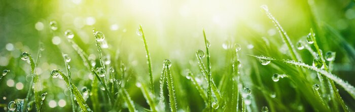 Canvas Juicy lush green grass on meadow with drops of water dew in morning light in spring summer outdoors close-up macro, panorama. Beautiful artistic image of purity and freshness of nature, copy space.