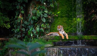 Canvas Jungle en tijger