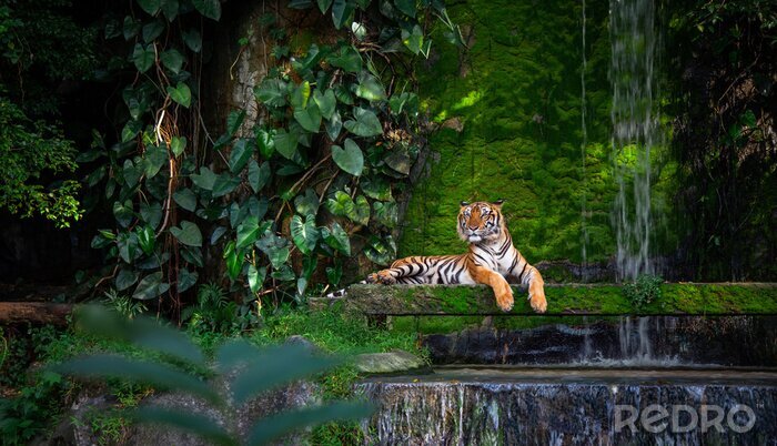 Canvas Jungle en tijger