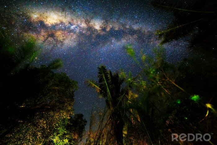 Canvas Jungle in het sterrenlicht