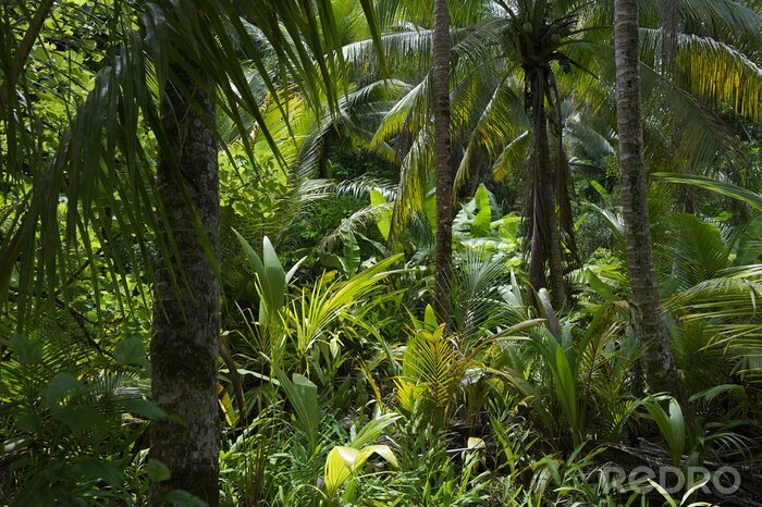 Canvas Jungle van bananenbomen en palmbomen