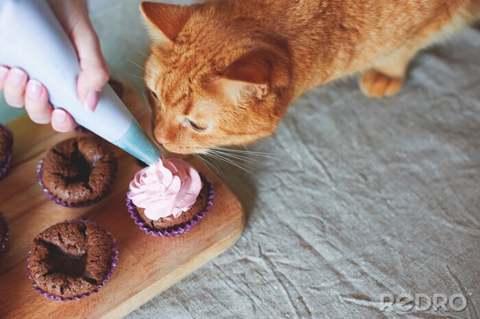 Canvas Kat en kleurrijke cupcakes