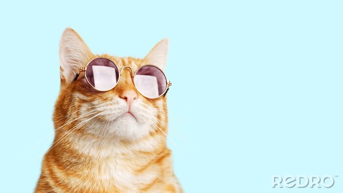 Canvas Kat met zonnebril