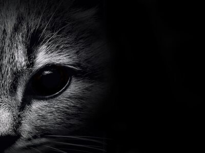 Kattenportret van een kat met een blauw oog van donkere kleuren