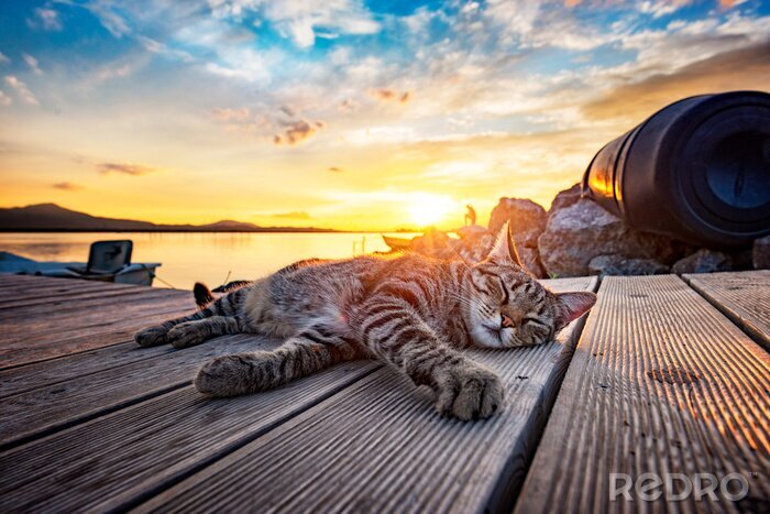 Canvas Kattenslaap bij zonsondergang
