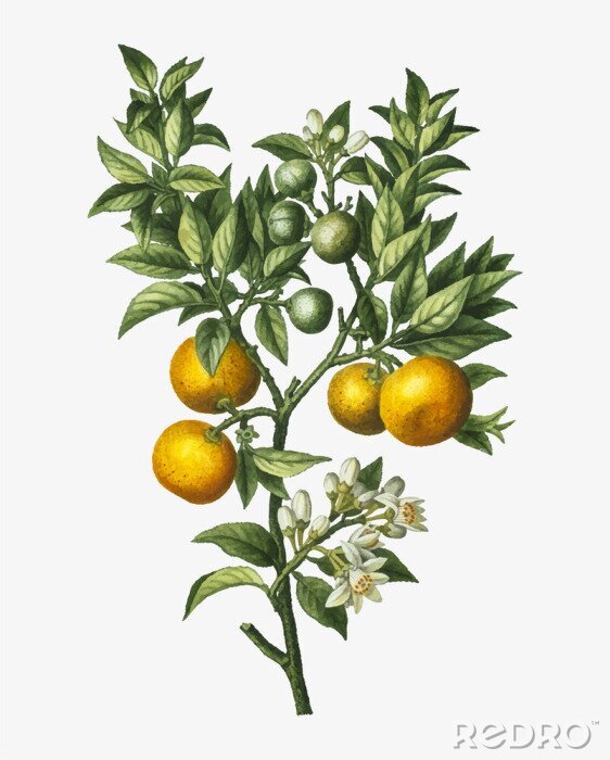 Canvas Kersentakje met één tros fruit