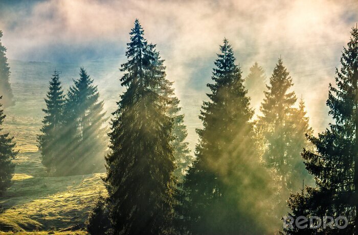 Canvas Kerstbomen op een zonnige dag