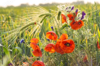 Canvas Klaproos tussen kruiden en granen