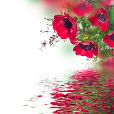 Klaprozen aan het water