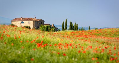 Canvas Klaprozen en Toscaanse velden