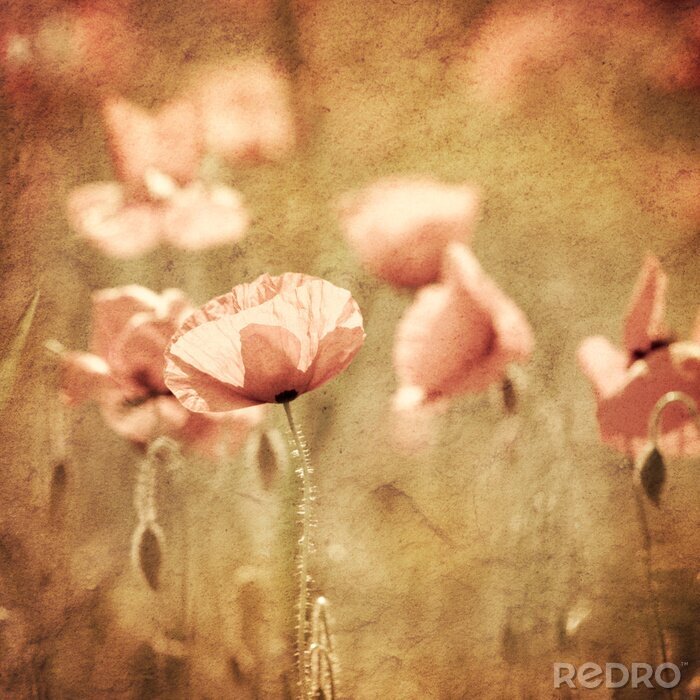 Canvas Klaprozen in de natuur in sepia