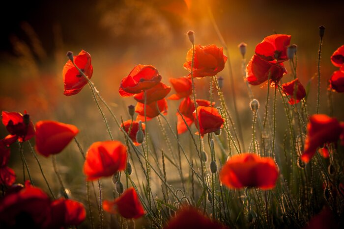 Canvas Klaprozen in de weide in de zon