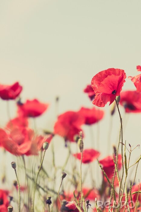 Canvas Klaprozen in vintage stijl