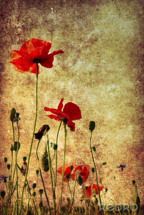 Canvas Klaprozen op een verouderde achtergrond