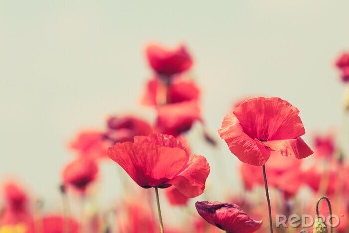 Canvas Klaprozen op een wazige achtergrond