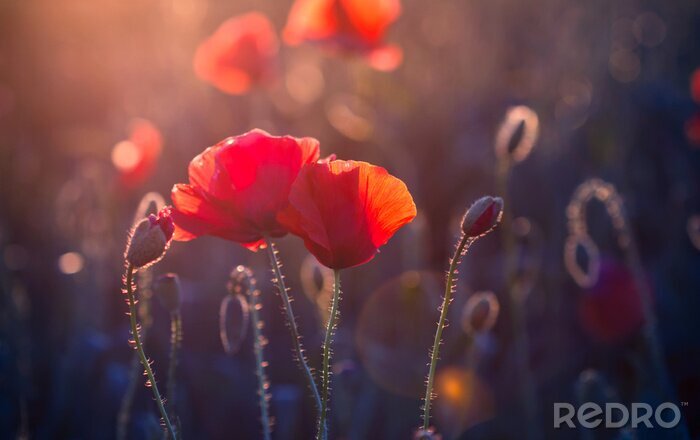 Canvas Klaprozen op een zonsondergang achtergrond