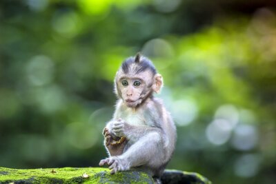 Canvas Klein makaak aapje op een steen