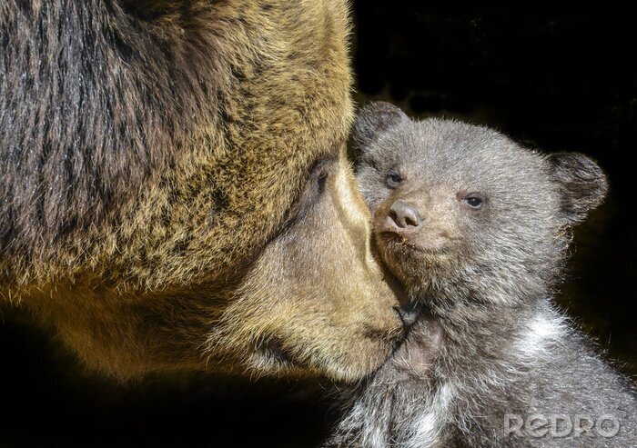 Canvas kleine bruine beer en zijn moeder