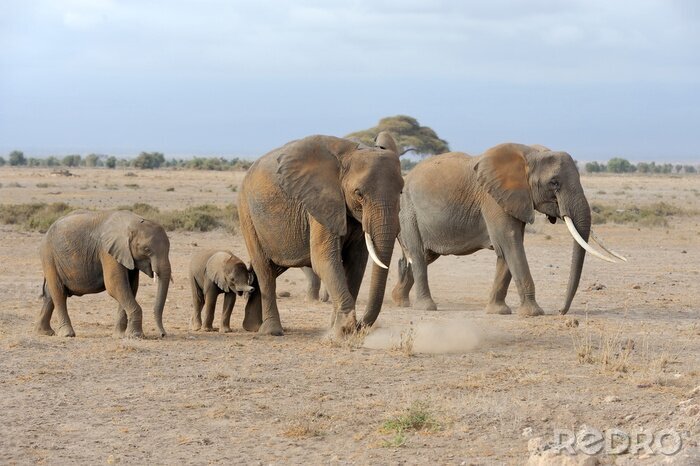 Canvas Kleine en grote olifanten in Kenia