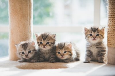 Canvas Kleine kittens in huis