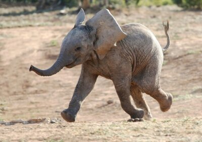 Canvas Kleine olifant in de savanne
