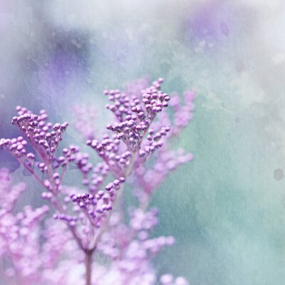 Kleine paarse bloemen