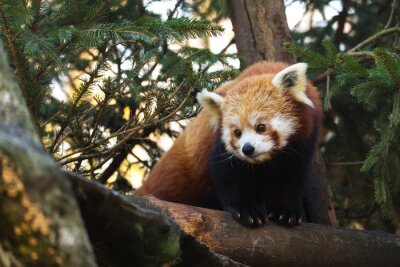 Canvas Kleine rode panda op de boom