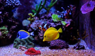 Kleine vissen in het aquarium