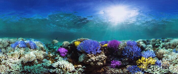 Canvas Kleurrijk koraalrif op de bodem