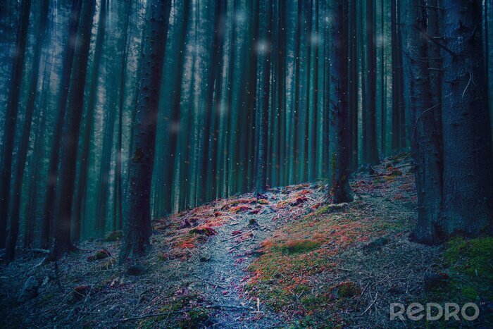 Canvas Kleurrijk pad in een donker bos